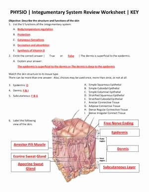 Integumentary System Worksheet Answers Inspirational Integumentary System Facts