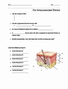 Integumentary System Worksheet Answers Lovely 1000 Images About Ms Frizzle Teaches Middle School On