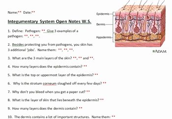 Integumentary System Worksheet Answers Luxury Integumentary System Open Notes Worksheet with Key by