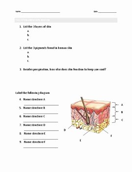 Integumentary System Worksheet Answers New Integumentary System Worksheet by M Stevens Science