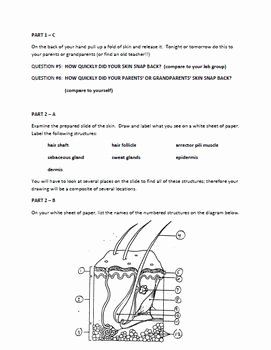 Integumentary System Worksheet Answers New Skin Lab Integumentary System Lab by the Teacher Team