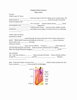 Integumentary System Worksheet Answers New Worksheet the Integumentary System Answer Key