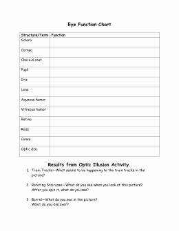 Integumentary System Worksheet Answers New Worksheet the Integumentary System Answer Key