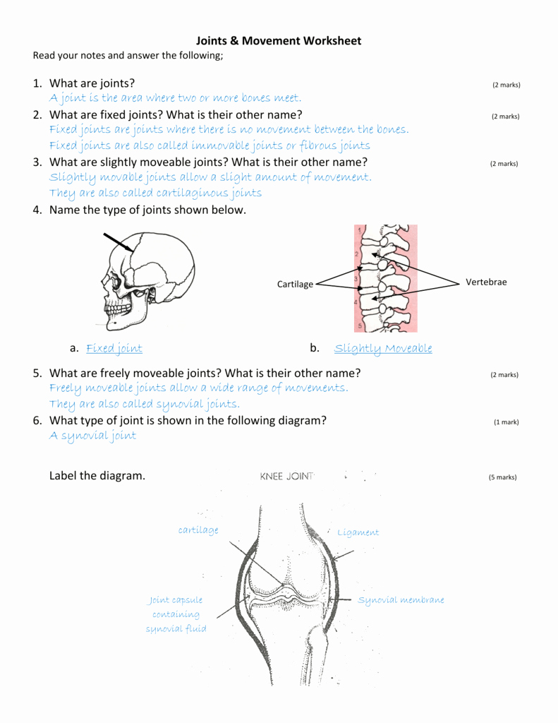 Joints and Movement Worksheet Awesome Joints &amp; Movement Worksheet