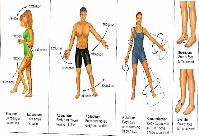 Joints and Movement Worksheet Awesome Joints Movements Photos Illustrations