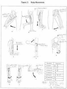 Joints and Movement Worksheet Beautiful Wrist Joint Movements
