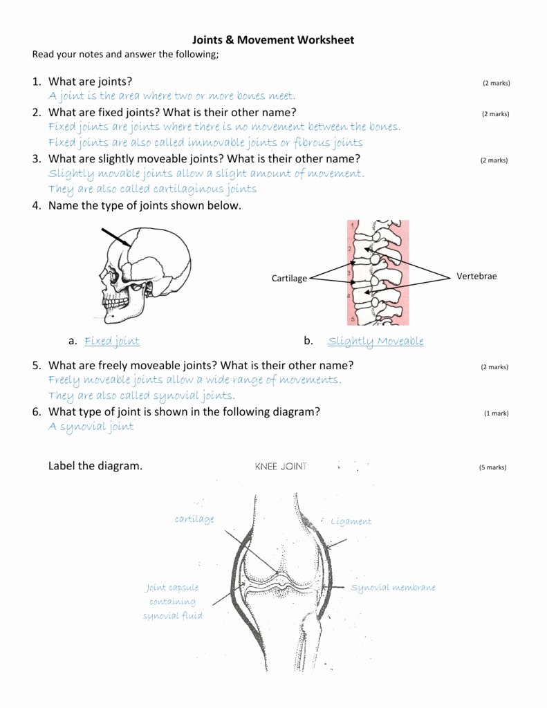 Joints and Movement Worksheet Elegant Joints and Movement Worksheet Redwoodsmedia