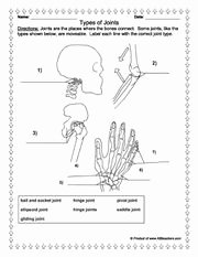 Joints and Movement Worksheet Inspirational Anatomy Classroom On Pinterest