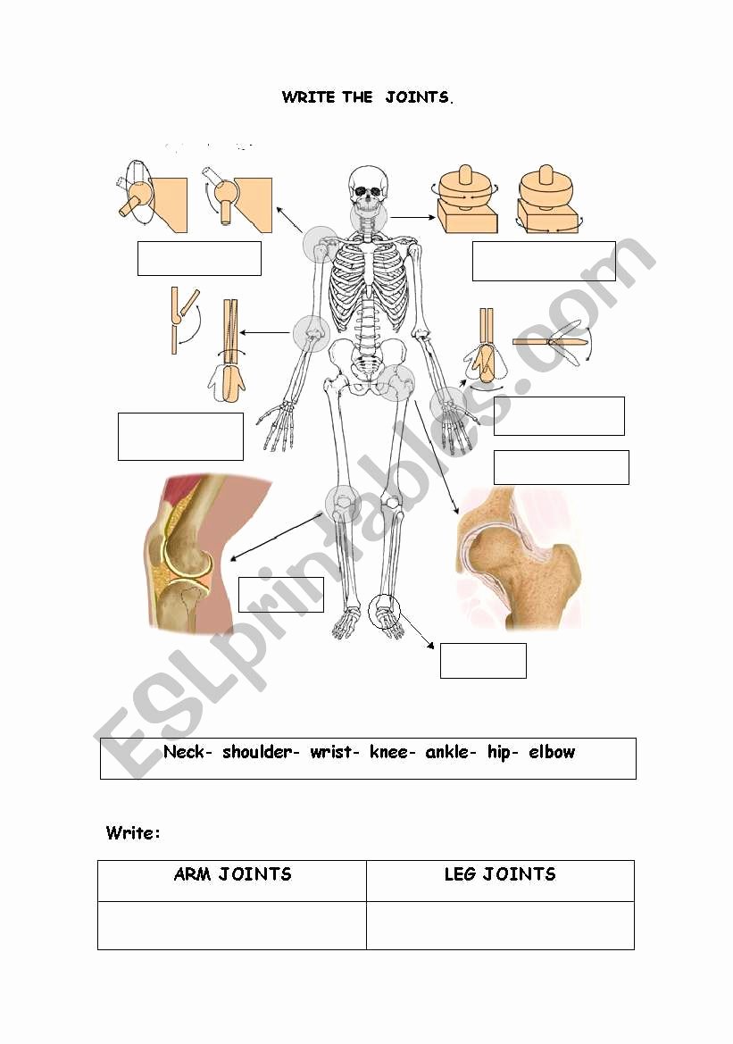 50 Joints And Movement Worksheet