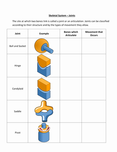 Joints and Movement Worksheet New Joint Classifications Handout by Sarahhaslop Teaching