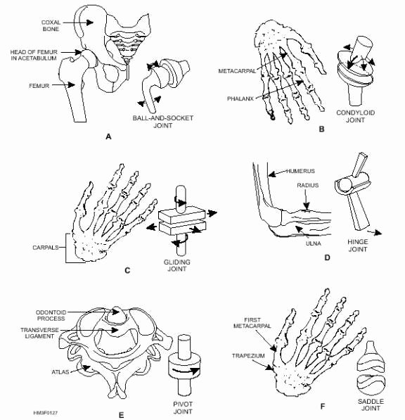 Joints and Movement Worksheet Unique Celebrity Image Gallery Gliding Joint Example