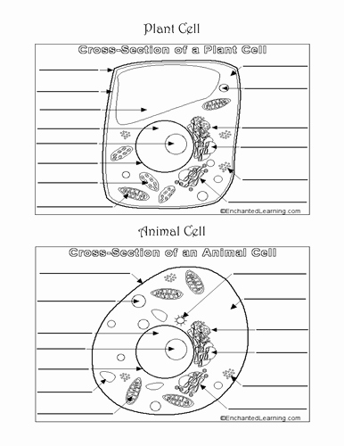 Label Plant Cell Worksheet Awesome Plant and Animal Cells by Porcella