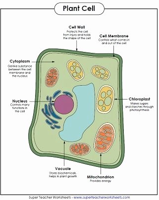 Label Plant Cell Worksheet Beautiful 34 Curated Catholic School House Ideas by andychrism