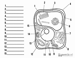 Label Plant Cell Worksheet Beautiful Charts &amp; Worksheets Homeschool Clipart