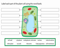 Label Plant Cell Worksheet Best Of Plant and Animal Cell Worksheets