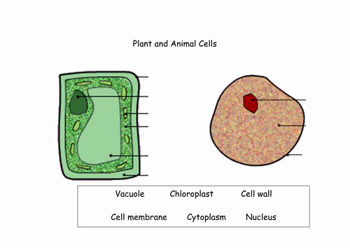 Label Plant Cell Worksheet Best Of Plant and Animal Cells by Funforester