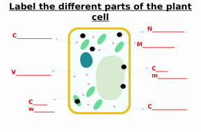 Label Plant Cell Worksheet Elegant Animal Cell Plant Cell Bacterial Cell Label Worksheets