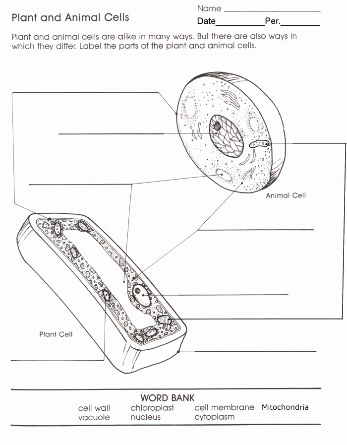 Label Plant Cell Worksheet Luxury Animal and Plant Cell Labeling Worksheet Breadandhearth