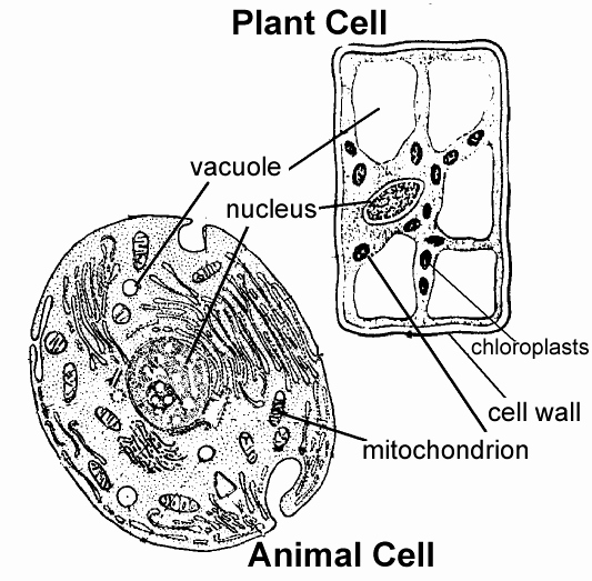 Label Plant Cell Worksheet Luxury Animal Cell to Label