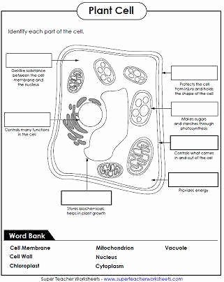 Label Plant Cell Worksheet Luxury Cell Worksheet