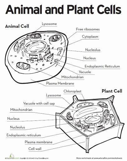 Label Plant Cell Worksheet Unique Animal and Plant Cell Printable