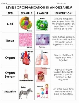 Level Of organization Worksheet Beautiful Levels Of organization In Living Things sort atom to