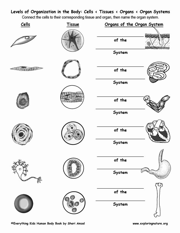 Level Of organization Worksheet Lovely Connect the Cells to Tissues to organs to organ Systems