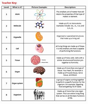 Level Of organization Worksheet Unique Levels Of Biological organization Cut and Paste Activity