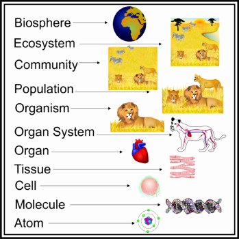 Levels Of Biological organization Worksheet Awesome Animal S Biological Levels organization by Studio