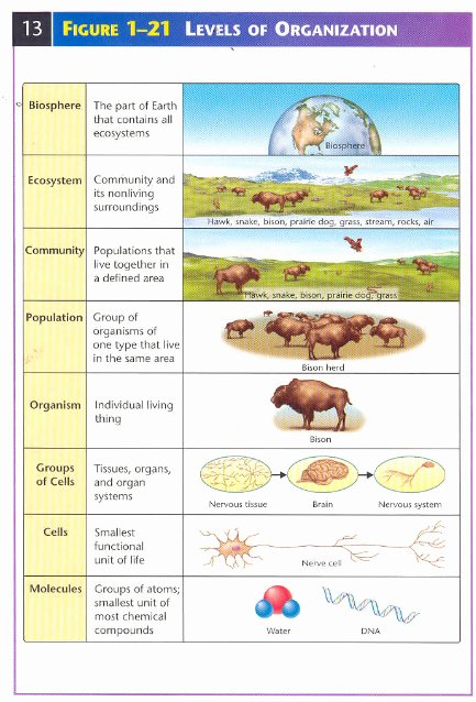 Levels Of Biological organization Worksheet Awesome Levels Of Biological Ecological organization