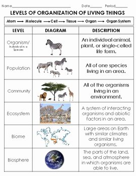 Levels Of Biological organization Worksheet Beautiful Ecology Levels Of organization sort organism to Biosphere