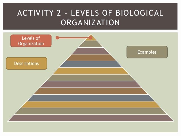 Levels Of Biological organization Worksheet Beautiful Levels Of organization