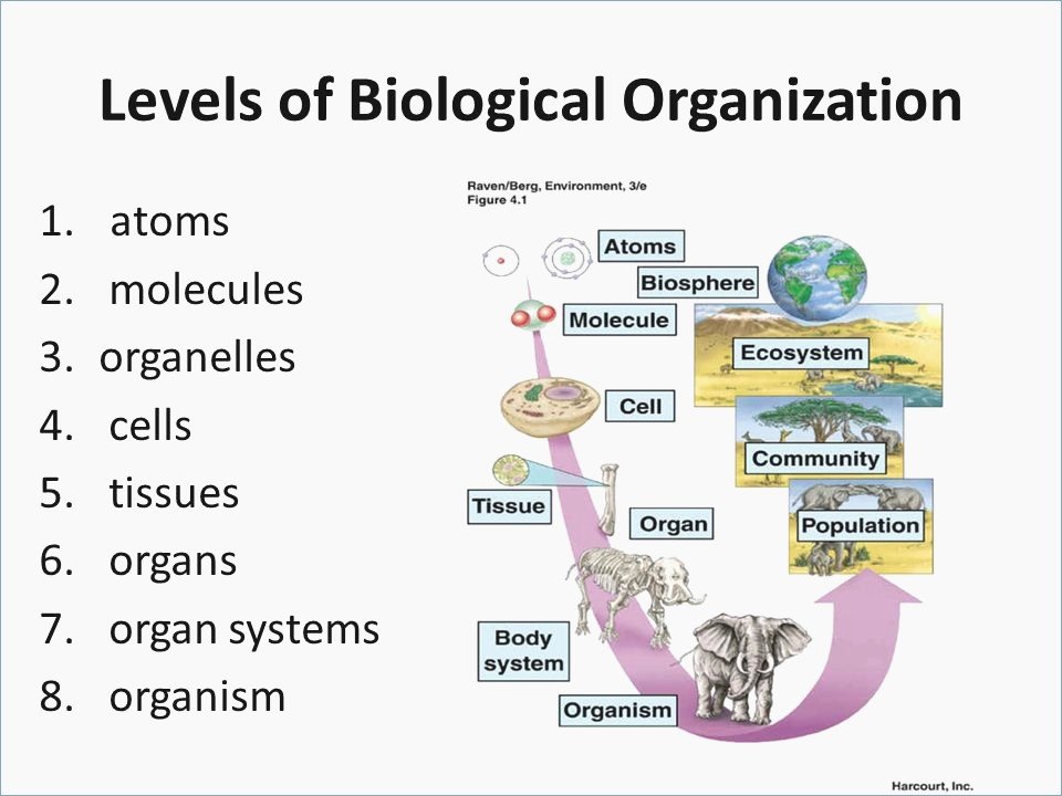 Levels Of Biological organization Worksheet Fresh Levels organization Biology Worksheet the Best