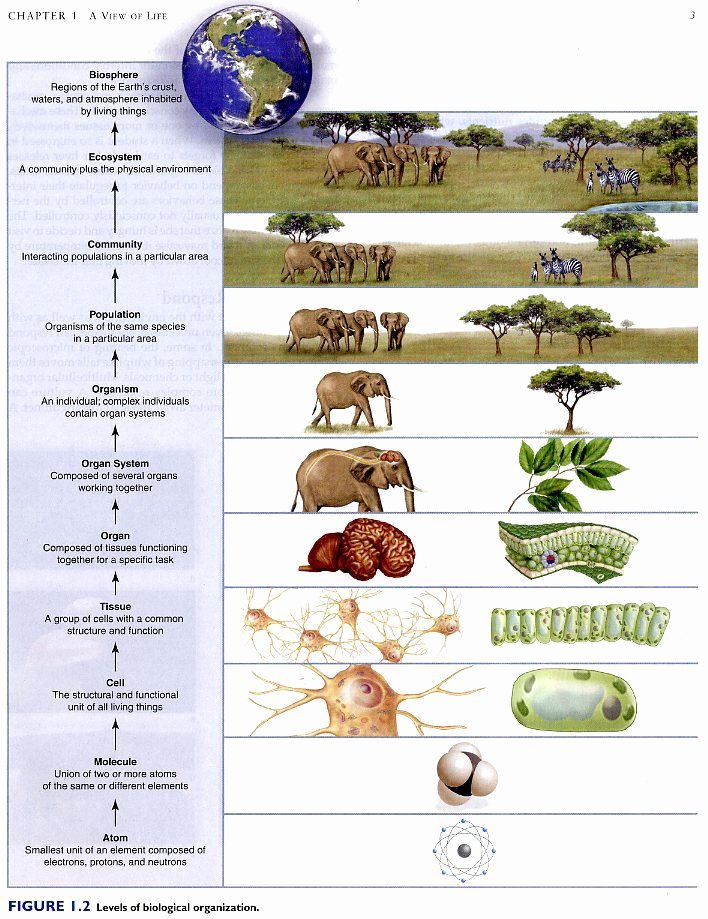 Levels Of Biological organization Worksheet Luxury 4 Gb2 Learnres Web 10ecol Science Pinterest