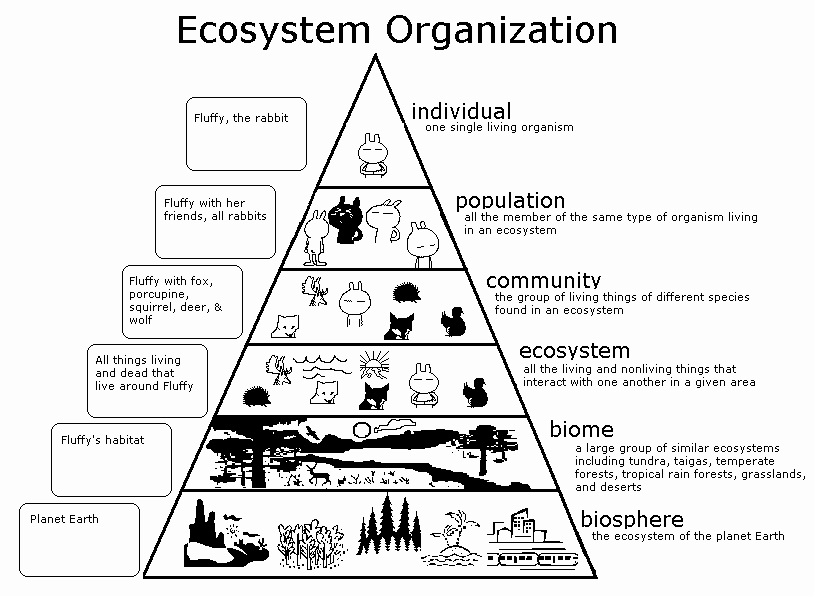 Levels Of Ecological organization Worksheet Awesome Ecosystem Triangle Graphic organizer for Population Bing
