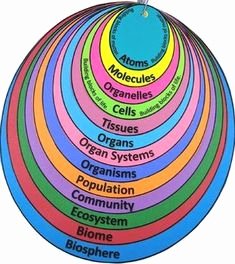 Levels Of Ecological organization Worksheet Awesome Levels Of Ecological organization Worksheet
