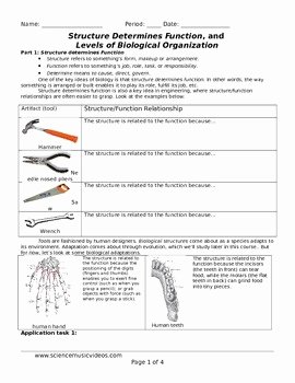 Levels Of Ecological organization Worksheet Beautiful Structure and Function Levels Of Biological organization