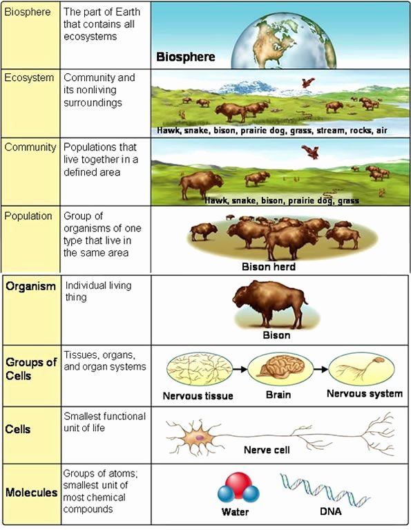 Levels Of Ecological organization Worksheet Best Of 17 Best Images About Bio Lessons On Pinterest