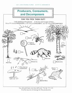 Levels Of Ecological organization Worksheet Best Of Ecology Levels Of organization Worksheet Google Search