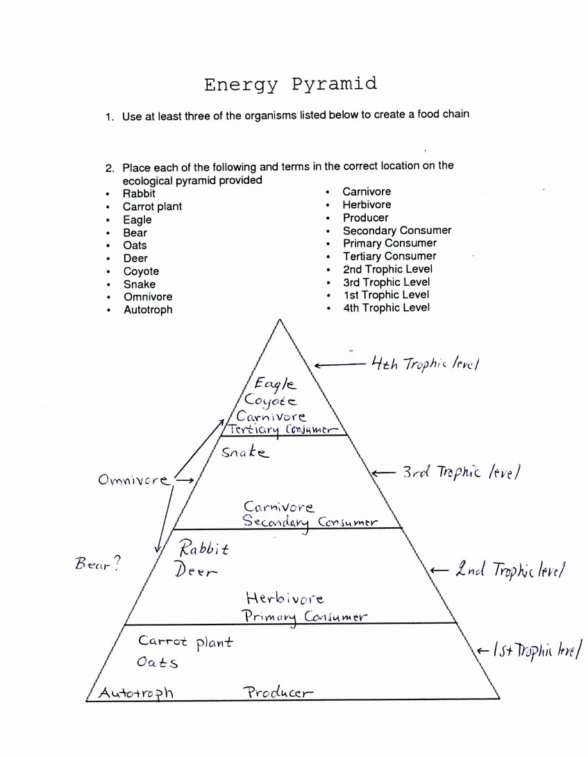 50 Levels Of Ecological Organization Worksheet