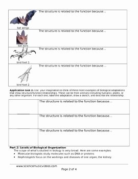 Levels Of Ecological organization Worksheet Luxury Structure and Function Levels Of Biological organization
