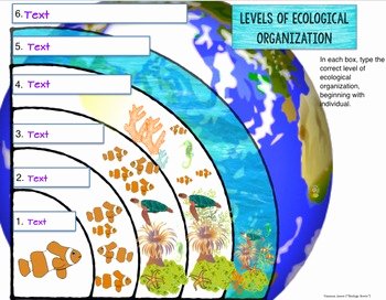 Levels Of Ecological organization Worksheet New Ecology Digital Bundle for Google Drive by Biology Roots