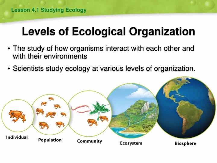 Levels Of Ecological organization Worksheet New Ppt Levels Of Ecological organization Powerpoint