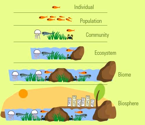 Levels Of Ecological organization Worksheet Unique Levels Of organization In An Ecosystem