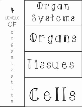 Levels Of organization Worksheet Elegant Levels Of organization Of the Human Body Foldable