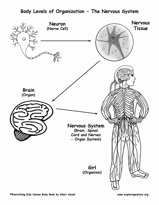 Levels Of organization Worksheet Fresh Levels Of organization In the Body Cells to organisms