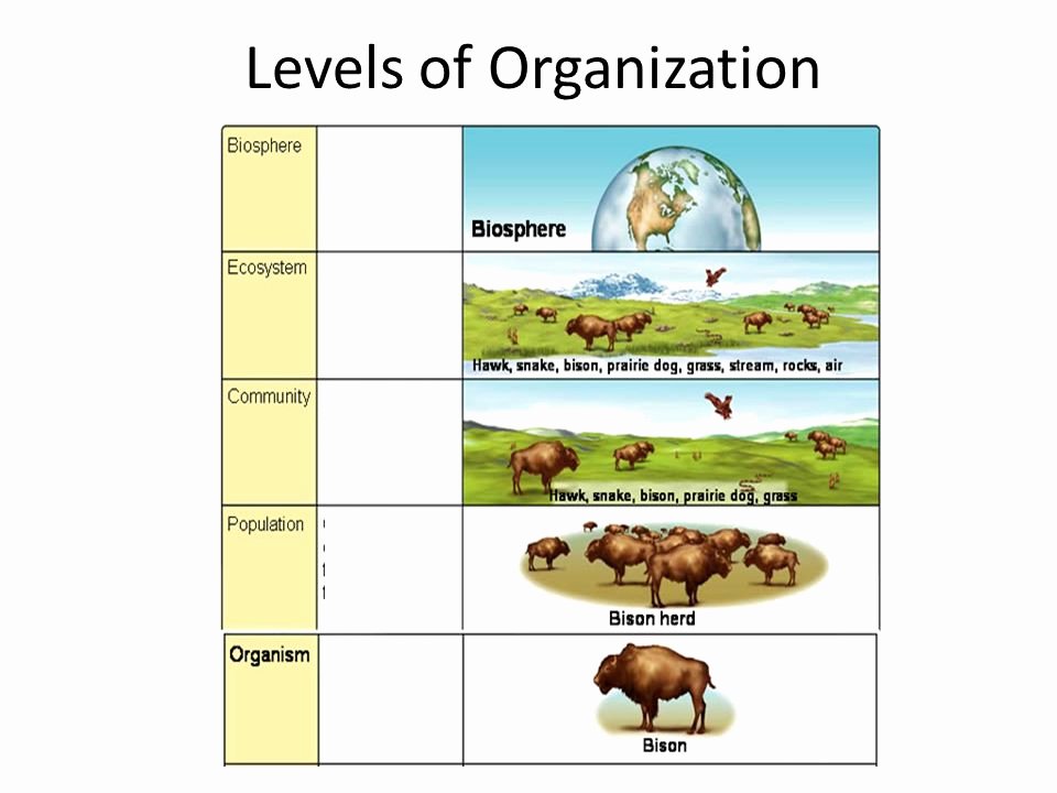 Levels Of organization Worksheet Inspirational Ecology Levels organization Worksheet the Best
