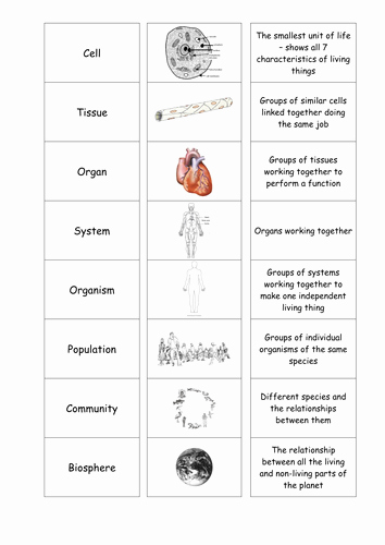 Levels Of organization Worksheet Luxury Cells Tissues organs Cardsort by Motllorrac