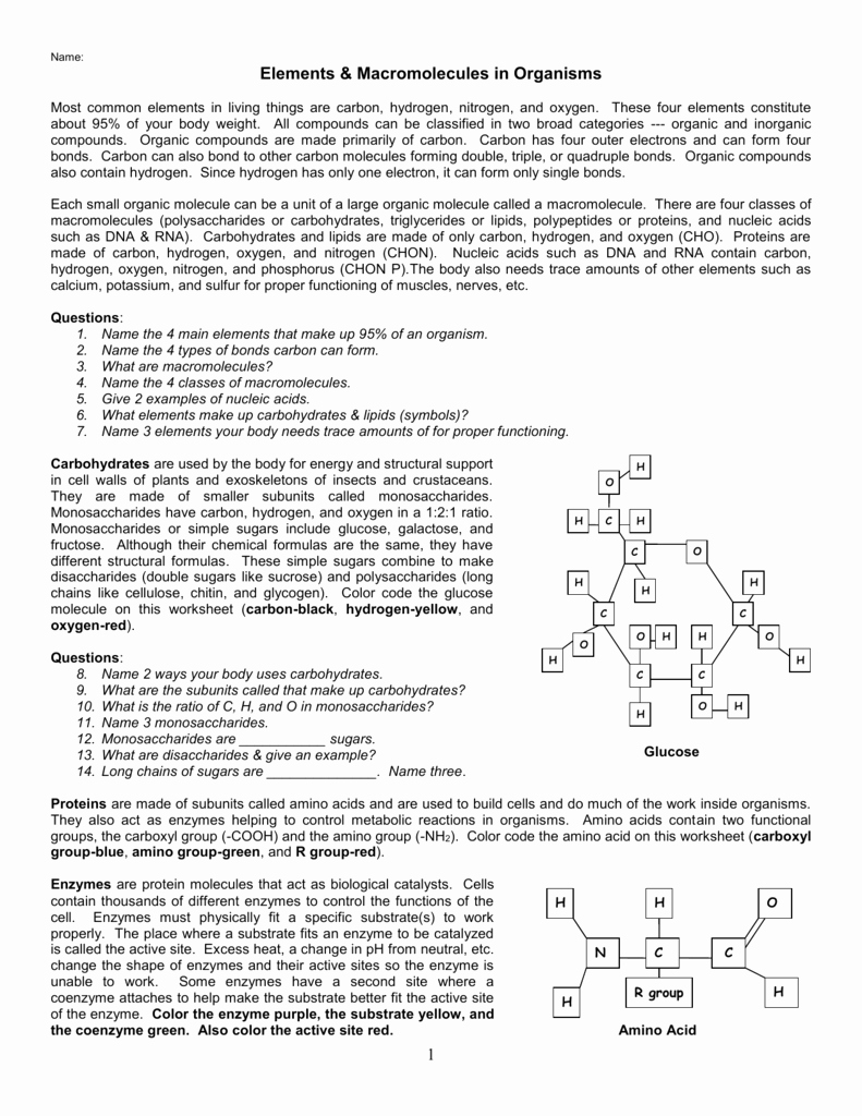 Lipids Worksheet Answer Key Inspirational Elements and Macromolecules In organisms Worksheet Answers