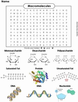 Macromolecules Worksheet Answer Key Awesome Macromolecules Worksheet Word Search by Science Spot